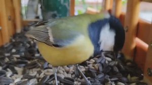 Подкормим братьев меньших 🐦⬛🐦⬛🐦⬛