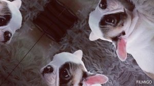 французский бульдог д. р. 11.07.25г