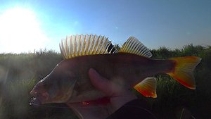 Осенняя рыбалка 🐟🌤 Я хотел окуня я его и нашел🐟🐟🐟😊 8.09.2025 г..