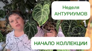 Неделя антуриумов. С чего начиналась коллекция. 23-10-2025