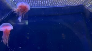 Релакс. Часть 6. 2025г. Медузы.