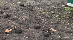 IMG_9365 Виктория , никакого мороза не боится. Наш огород. Мои куры.