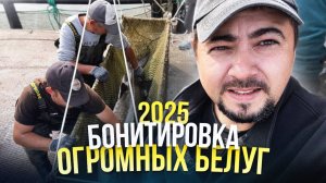 Бонитировка огромных Белуг 2025