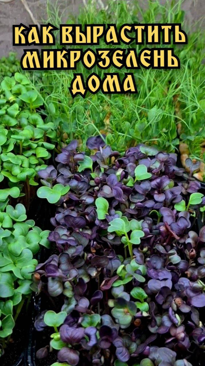 Микрозелень дома. Как вырастить микрозелень.