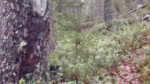 Карелия сосна которой 1000лет