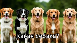 Тест.10 вопросов. И вы узнаете какая собака вам подходит. Мне не такая нужна. Юмор
