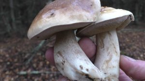 НАМ УДАЛОСЬ НАЙТИ ГРИБЫ И ПОЙМАТЬ РЫБУ! {ПЕРЕМИЛОВЫ ГОРЫ} с трудом смогли выбраться с гор!