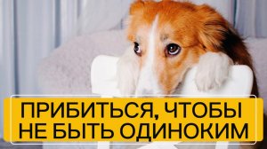 ПРИБИТЬСЯ К КОМУ-ТО, ЧТОБЫ НЕ ЧУВСТВОВАТЬ СЕБЯ ОДИНОКИМ