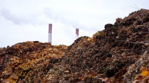 В Беларуси из опавшей листвы производят полезные удобрения