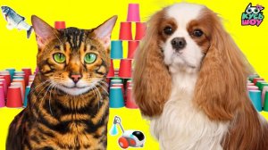 Что лучше: Челленджи, Игрушки, Вкусняшки или Наряды? – Кусь-шоу - Приключения