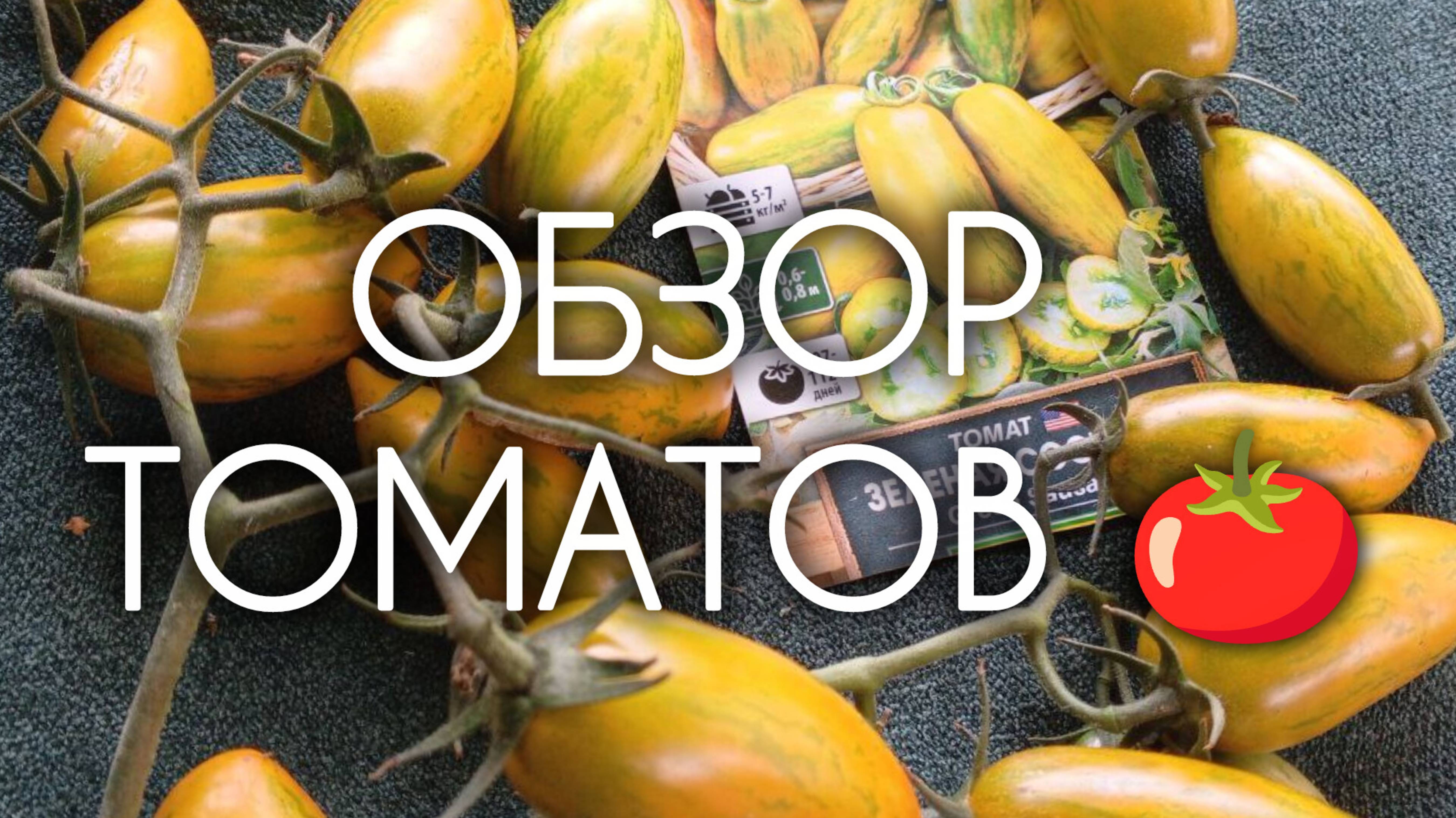 ТОМАТЫ 2025 🍅 Обзор сортов томатов 2025 сезона