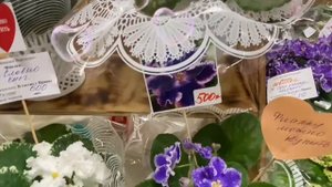 Выставка- продажа комнатных цветов г.Воронеж 25.10.2025г. Фиалки.