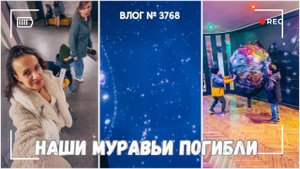 Муравьиная ферма погибла... | День старшего ребенка   -  ВЛОГ №3768 - 30.10.25