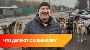 Как ловят беспризорных собак в Уфе и что с ними делают дальше?