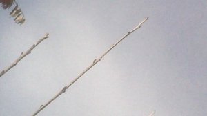 Во исполнение заповеди Христовой о почитании родителей - помогаю маме в саду