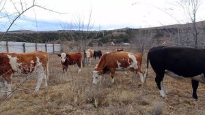 Гости рядом с домом