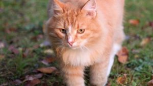 "СВОЗЬ ОСЕННЮЮ ГРУСТЬ"... (Фото Светланы НЕЧВАЛЬ (Глазов), музыка Криса СФИРИСА (США))