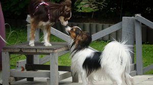 Такса, той-аусси, корги, папильон. Задачи для маленьких собак.