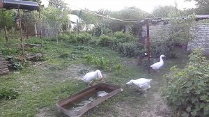 Гуси 20.05.2014