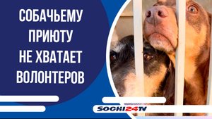Собачьему приюту в Сочи не хватает волонтеров