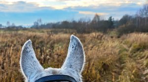 Прогулка в лес после дождя.