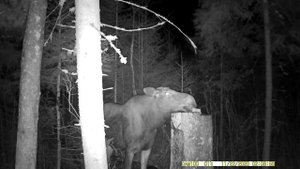 Дикий лось лижет соль