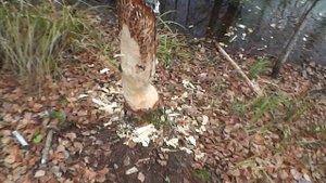 Осенний лес. Прогулка. Подкармливаем бобра. Береста