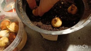 Посадка тюльпанов в кашпо 🌷🌷🌷