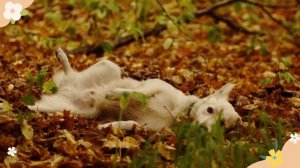 Мой первый фильм о любимом песеле!