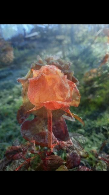 Розы в инии ❄️🌹❄️