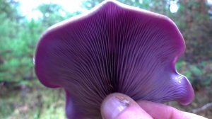 ЗАБРАЛИСЬ ДАЛЕКО В ЛЕС! ГРИБОВ ХОТЬ КОСОЙ КОСИ!