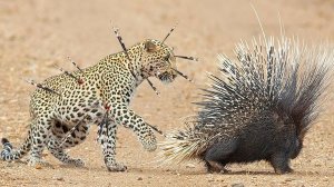 Как дикобразы стреляют иглами?