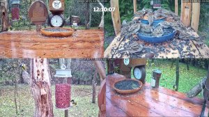 Онлайн кормушка для птиц. 31 октября 2025 года. г. Калуга