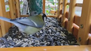 Кормим друзей 🐦⬛🐦⬛🐦⬛