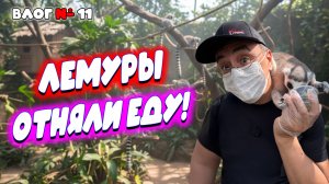 Видео к завтраку из Таиланда 🇹🇭 Лемуры-хулиганы, ленивые капибары, сытые жирафы Зоопарк Кхао Кхео