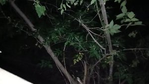 Странное место из прутков деревьев свило себе гнездо ЧУПОКАБРА.