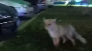 Лиса у ЖК "Аквамарин" в Барнауле