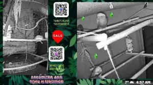 Волнистые попугаи 🦜🦜🦜 | авиарий на балконе📍