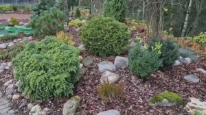 Неожиданные проблемы в хвойном рокарии