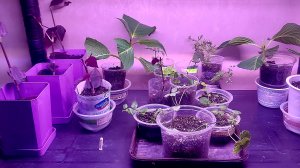 Рассадила наконец -то укорененные черенки 🌸👌.Пора цветочных стеллажей.Взят старт на сезон 2026🙃