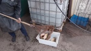 Едем за Карпиком для пруда в огороде.