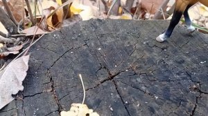 Мини шляйх фильм *Моя неисполненная хотелка* от канала *horse meadow*