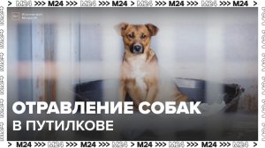 Полиция начнет проверку после отравления собак в Путилкове - Москва 24