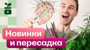 Мои новинки и покупки из садового центра! Пересадка