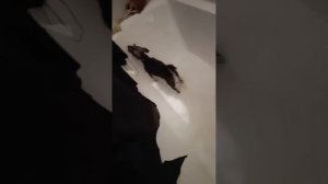 Какая она МИЛАШКА 😍 ❤️🥰👍🔥