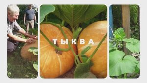 Вырастил дед тыкву-ГИГАНТ🎃 и сварил сок😜#тыква