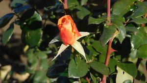 22..10..2025  тэц  ПВН MP4   (345)