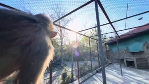 Мы несем Люсю к Елисею с Лидой, хочет ли Влад отдавать любимую курочку грозному Елисею?