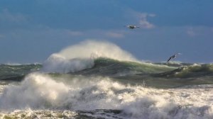 Буревестник