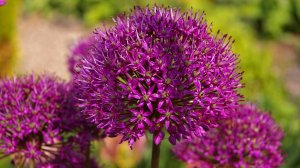 Аллиум. От осмотра луковиц до посадки